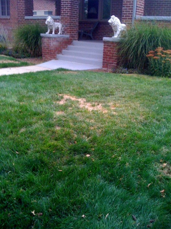 Example of Mite Damage