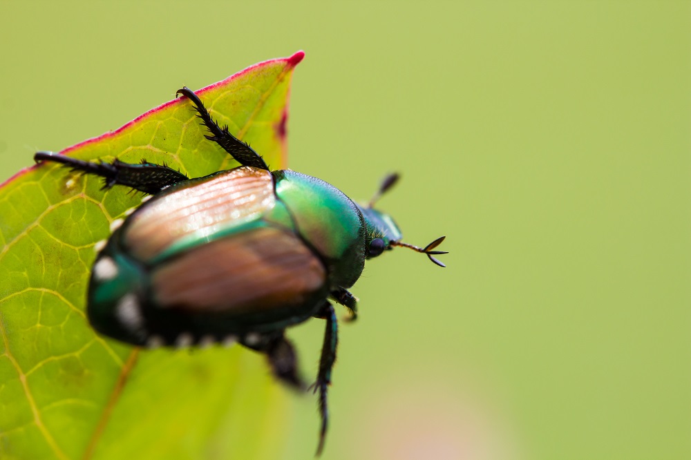 Beetle