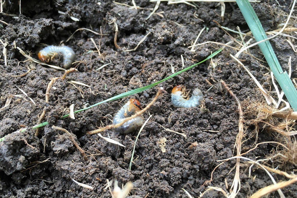 Bettle Larvae